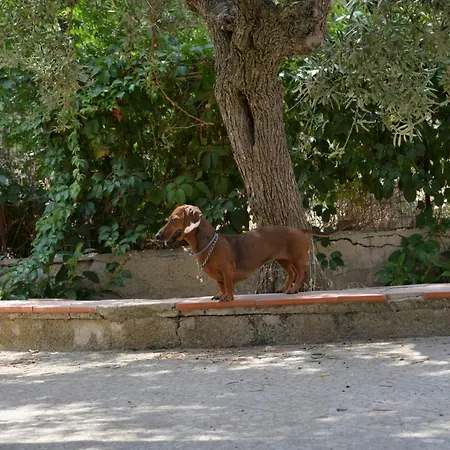 Lara Santola コラート