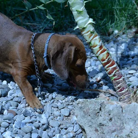 Lara Santola コラート