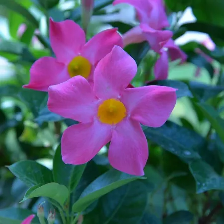 ベッド・アンド・ブレックファスト Lara Santola 3*