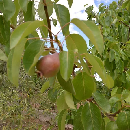 Oda ve Kahvaltı Lara Santola 3*