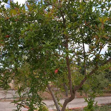 Lara Santola 3* コラート